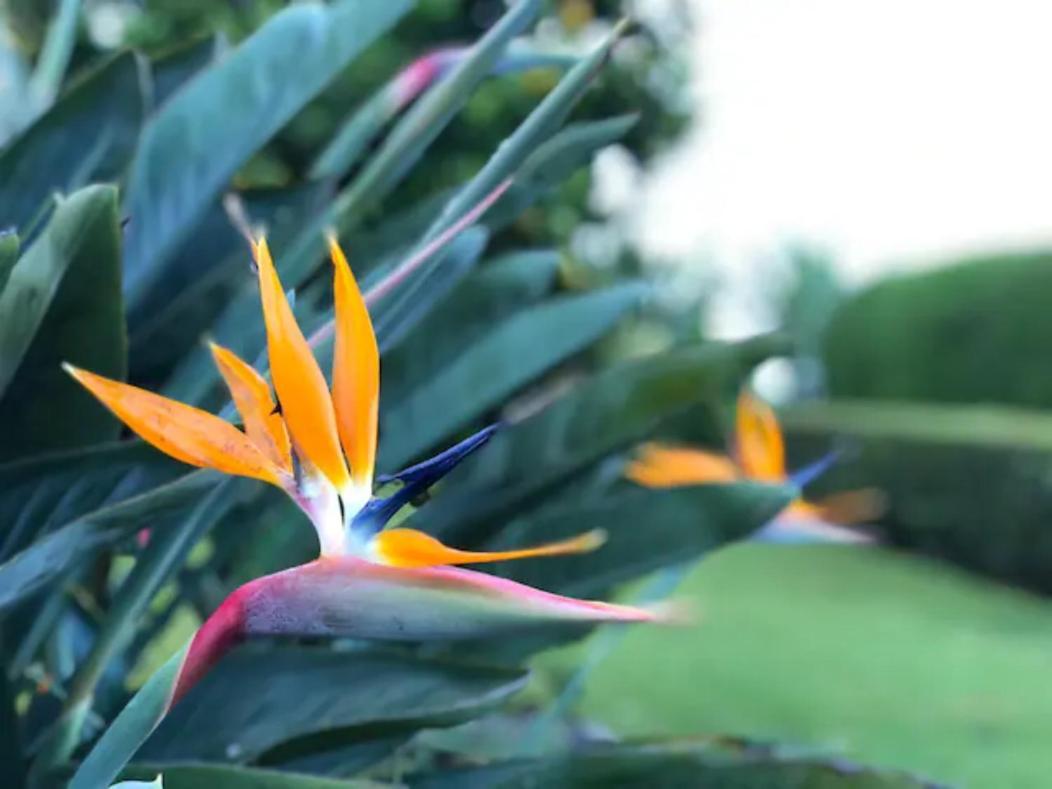 Apartament Coffee Garden Ranch Costa Rica Concepcion  Zewnętrze zdjęcie