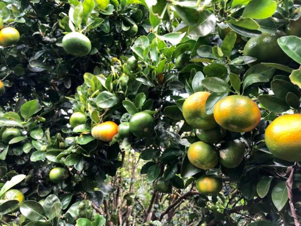 Apartament Coffee Garden Ranch Costa Rica Concepcion  Zewnętrze zdjęcie
