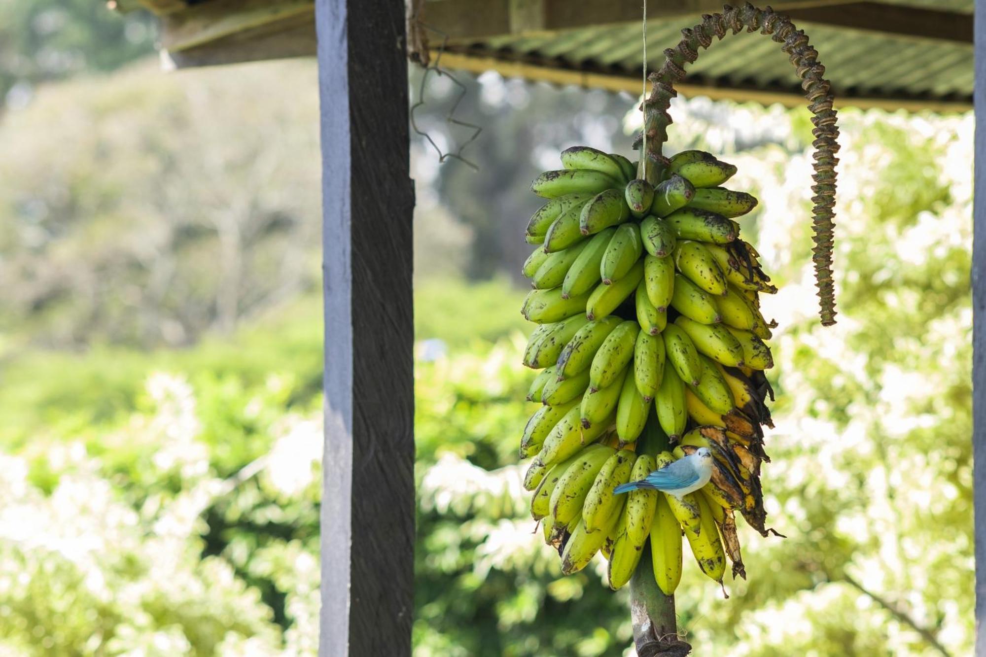 Apartament Coffee Garden Ranch Costa Rica Concepcion  Zewnętrze zdjęcie